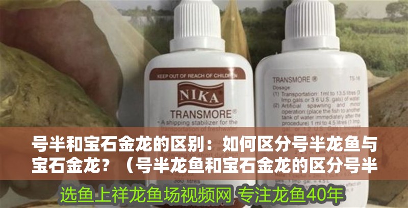 號半和寶石金龍的區別：如何區分號半龍魚與寶石金龍？（號半龍魚和寶石金龍的區分號半龍魚和寶石金龍有什么區別）