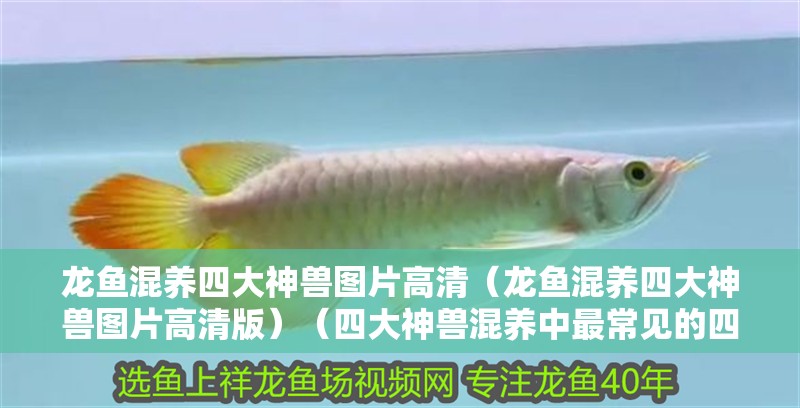 魚缸造景先放沙還是先放水(魚缸造景先鋪沙還是先放石頭) 龍魚混養(yǎng)四大神獸圖片高清(龍魚混養(yǎng)四大神獸圖片高清版)(四大神獸混養(yǎng)中最常見的四大神獸,花羅漢、金魚、錦鯉) 觀賞魚百科 龍魚混養(yǎng)四大神獸圖片高清(龍魚混養(yǎng)四大神獸圖片高清版)(四大神獸混養(yǎng)中最常見的四大神獸,花羅漢、金魚、錦鯉) 龍魚混養(yǎng)四大神獸圖片高清(龍魚混養(yǎng)四大神獸圖片高清版)(四大神獸混養(yǎng)中最常見的四大神獸,花羅漢、金魚、錦鯉) 觀賞魚百科