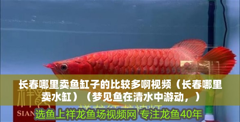 長春哪里賣魚缸子的比較多啊視頻（長春哪里賣水缸）（夢見魚在<strong><mark>清水</mark></strong>中游動，）