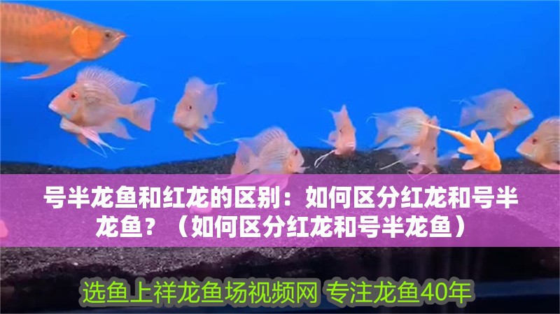 號半龍魚和紅龍的區(qū)別：如何區(qū)分紅龍和號半龍魚？（如何區(qū)分紅龍和號半龍魚）