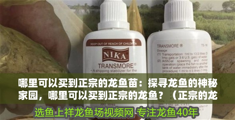 哪里可以買到正宗的龍魚苗：探尋龍魚的神秘家園，哪里可以買到正宗的龍魚？（正宗的龍魚苗在運輸過程中可以買到正宗的龍魚苗嗎）