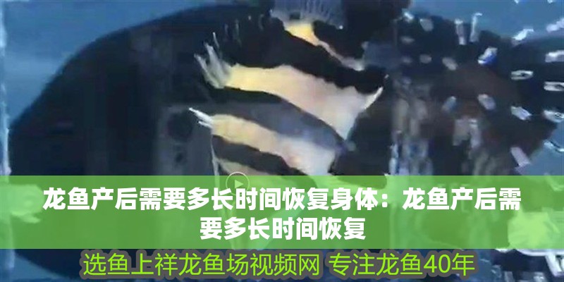 龍魚產(chǎn)后需要多長時間恢復(fù)身體：龍魚產(chǎn)后需要多長時間恢復(fù)