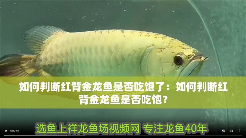 如何判斷紅背金龍魚是否吃飽了：如何判斷紅背金龍魚是否吃飽？
