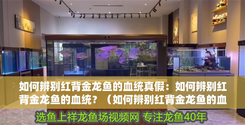 如何辨別紅背金龍魚的血統真假：如何辨別紅背金龍魚的血統？（如何辨別紅背金龍魚的血統）