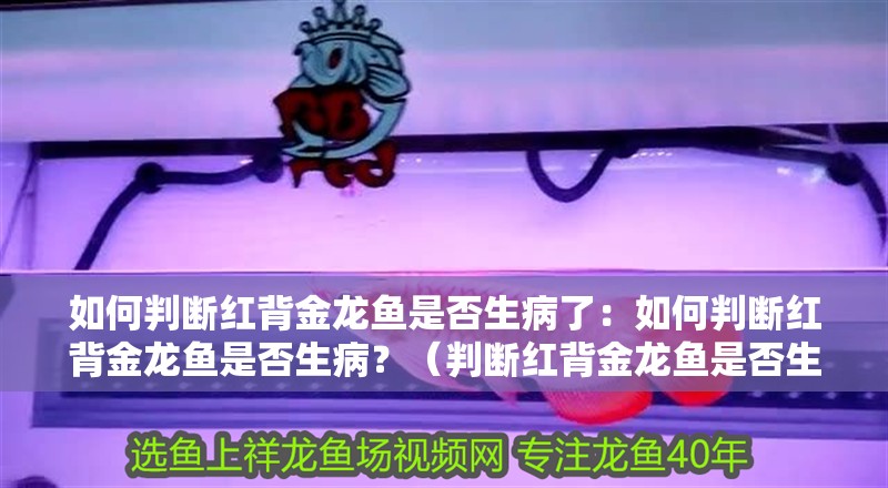 魚缸用增氧泵價格是多少:魚缸增氧機-xtrac增氧機-xtrac增氧機 如何判斷紅背金龍魚是否生病了:如何判斷紅背金龍魚是否生病?(判斷紅背金龍魚是否生病了,掌握如何判斷紅背金龍魚是否生病) 水族問答 如何判斷紅背金龍魚是否生病了:如何判斷紅背金龍魚是否生病?(判斷紅背金龍魚是否生病了,掌握如何判斷紅背金龍魚是否生病) 如何判斷紅背金龍魚是否生病了:如何判斷紅背金龍魚是否生病?(判斷紅背金龍魚是否生病了,掌握如何判斷紅背金龍魚是否生病) 水族問答