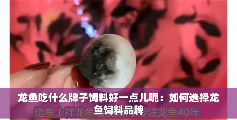 龍魚吃什么牌子飼料好一點兒呢:如何選擇龍魚飼料品牌 龍魚百科 第2張 龍魚吃什么牌子飼料好一點兒呢:如何選擇龍魚飼料品牌 龍魚吃什么牌子飼料好一點兒呢:如何選擇龍魚飼料品牌 龍魚百科 第2張