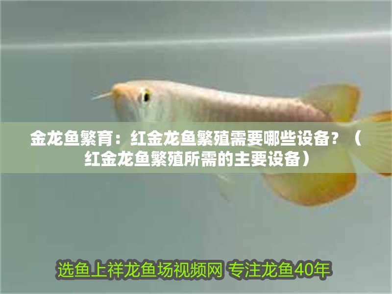 金龍魚繁育：紅金龍魚繁殖需要哪些設備？（紅金龍魚繁殖所需的主要設備）
