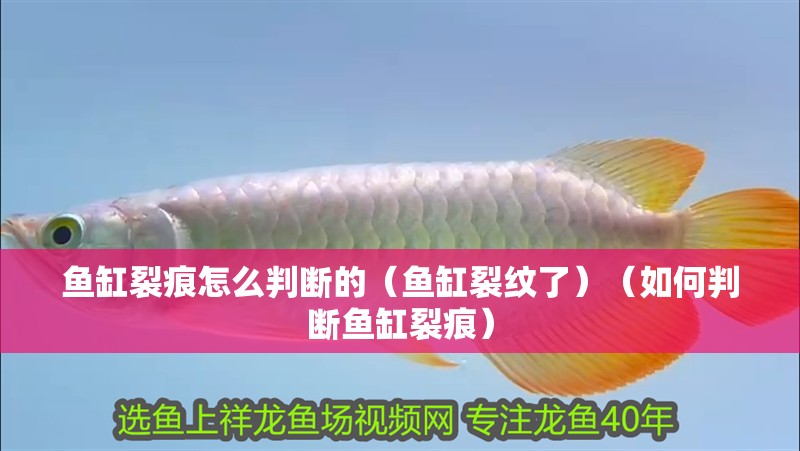 魚缸裂痕怎么判斷的（魚缸裂紋了）（如何判斷魚缸裂痕）