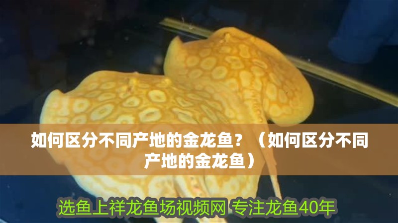 如何區分不同產地的金龍魚？（如何區分不同產地的金龍魚）