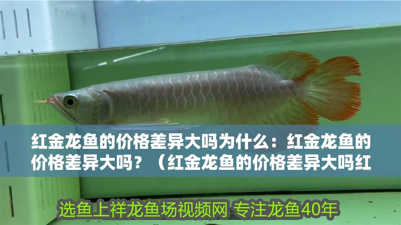 紅金龍魚的價格差異大嗎為什么：紅金龍魚的價格差異大嗎？（紅金龍魚的價格差異大嗎紅金龍魚的價格差異是否大）