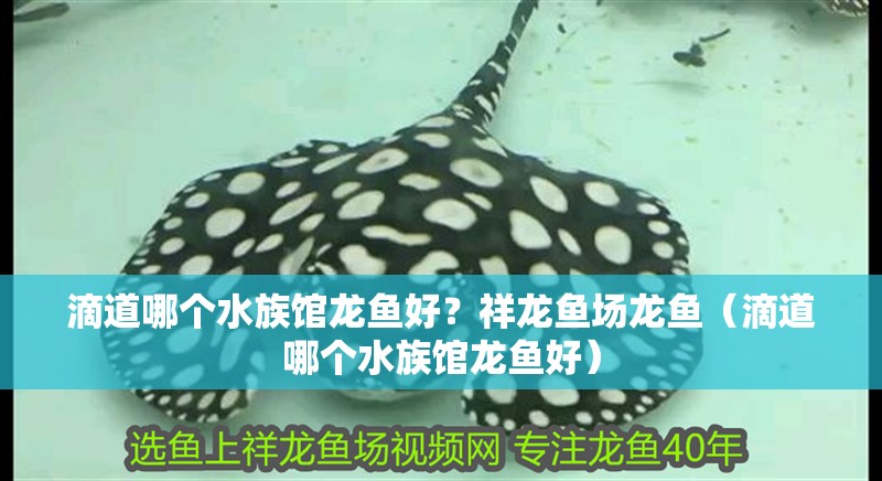 滴道哪個水族館龍魚好？祥龍魚場龍魚（滴道哪個水族館龍魚好）