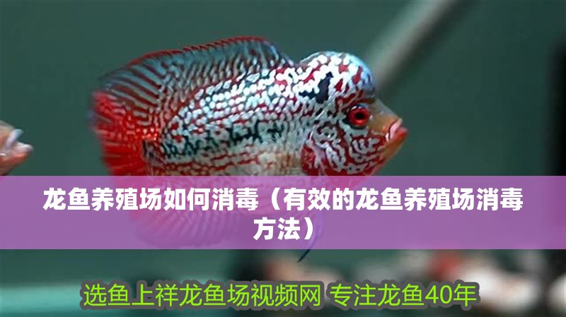 龍魚(yú)養(yǎng)殖場(chǎng)如何消毒（有效的龍魚(yú)養(yǎng)殖場(chǎng)消毒方法）
