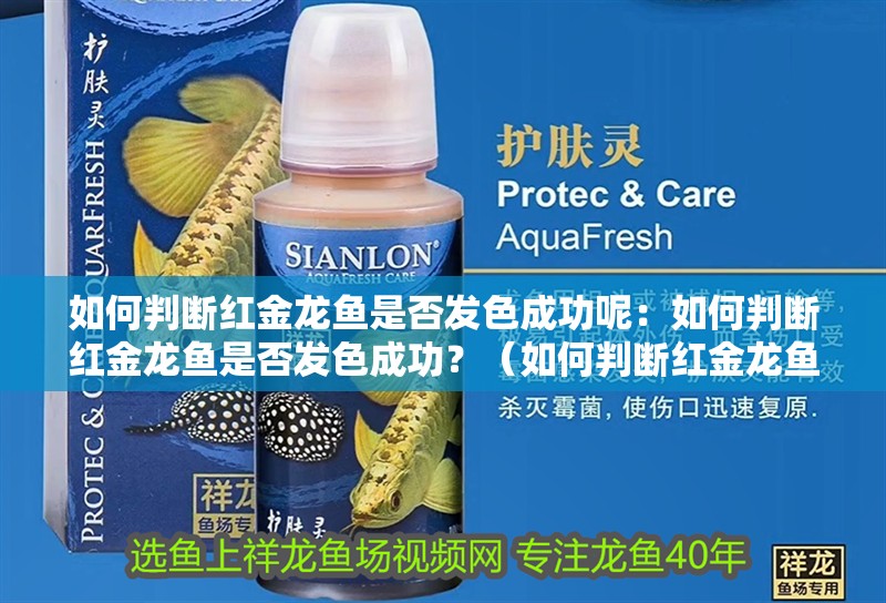 如何判斷紅金龍魚是否發(fā)色成功呢：如何判斷紅金龍魚是否發(fā)色成功？（如何判斷紅金龍魚是否已經(jīng)成功發(fā)色）
