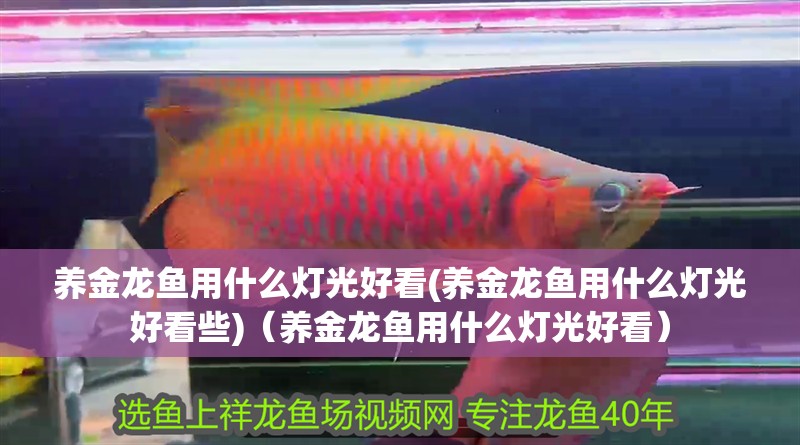 養(yǎng)金龍魚用什么燈光好看(養(yǎng)金龍魚用什么燈光好看些)（養(yǎng)金龍魚用什么燈光好看）