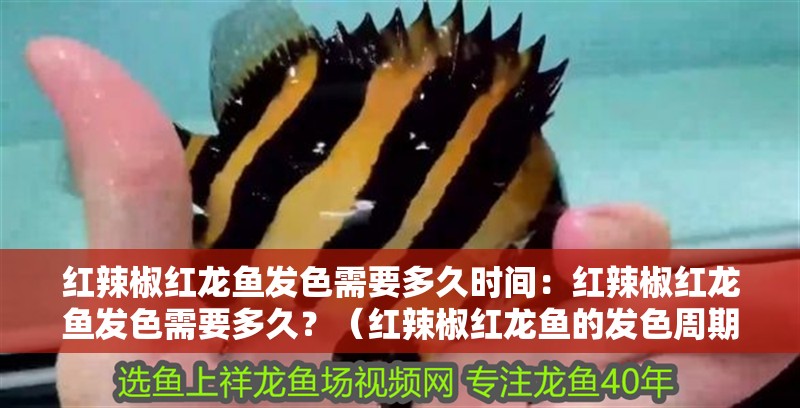 紅辣椒紅龍魚(yú)發(fā)色需要多久時(shí)間：紅辣椒紅龍魚(yú)發(fā)色需要多久？（紅辣椒紅龍魚(yú)的發(fā)色周期）