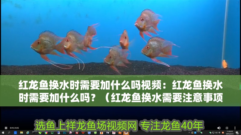 紅龍魚換水時需要加什么嗎視頻：紅龍魚換水時需要加什么嗎？（紅龍魚換水需要注意事項外，紅龍魚換水時需要加什么）