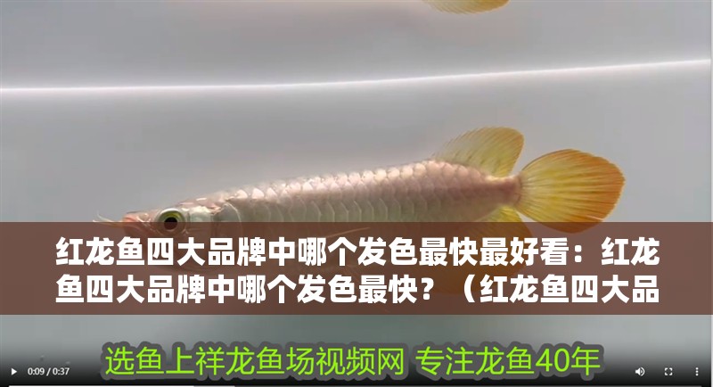 紅龍魚四大品牌中哪個發色最快最好看：紅龍魚四大品牌中哪個發色最快？（紅龍魚四大品牌中哪個品牌的紅龍魚發色最快）