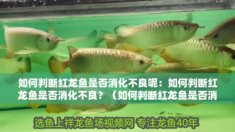 如何判斷紅龍魚是否消化不良呢：如何判斷紅龍魚是否消化不良？（如何判斷紅龍魚是否消化不良）
