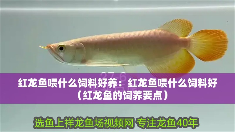 紅龍魚喂什么飼料好養：紅龍魚喂什么飼料好（紅龍魚的飼養要點）