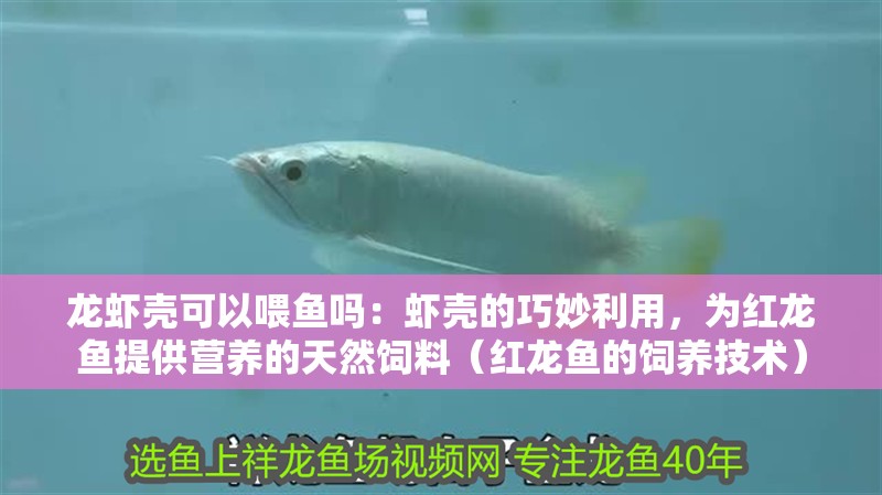 龍蝦殼可以喂魚嗎：蝦殼的巧妙利用，為紅龍魚提供營養(yǎng)的天然飼料（紅龍魚的飼養(yǎng)技術(shù)）