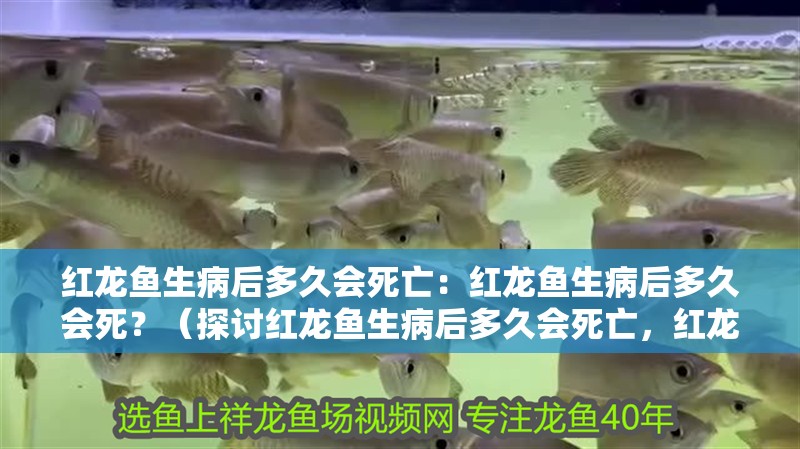 詳細閱讀:紅龍魚生病后多久會死亡:紅龍魚生病后多久會死?(探討紅龍魚生病后多久會死亡,紅龍魚生病后多久會死亡) 紅龍魚生病后多久會死亡:紅龍魚生病后多久會死?(探討紅龍魚生病后多久會死亡,紅龍魚生病后多久會死亡)