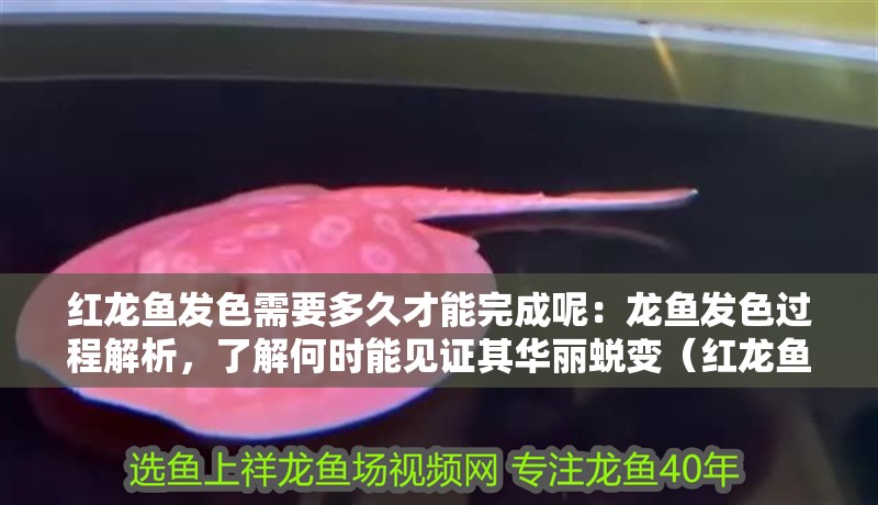 紅龍魚發色需要多久才能完成呢：龍魚發色過程解析，了解何時能見證其華麗蛻變（紅龍魚發色過程所需時間以及如何通過日常護理紅龍魚發色）