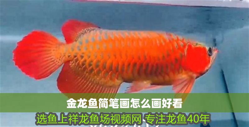金龍魚簡(jiǎn)筆畫怎么畫好看