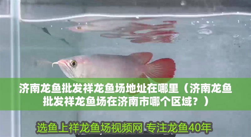 濟南龍魚批發(fā)祥龍魚場地址在哪里（濟南龍魚批發(fā)祥龍魚場在濟南市哪個區(qū)域？）