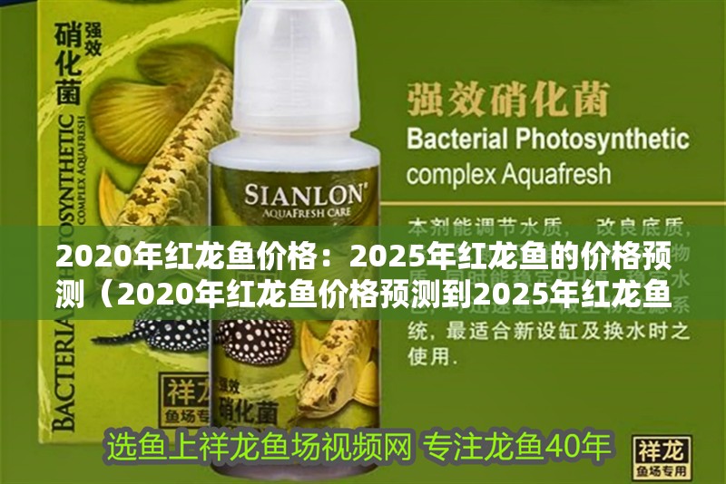 2020年紅龍魚價格：2025年紅龍魚的價格預測（2020年紅龍魚價格預測到2025年紅龍魚價格波動較大）