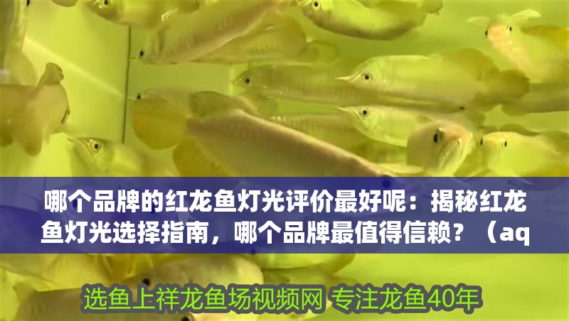 哪個品牌的紅龍魚燈光評價最好呢：揭秘紅龍魚燈光選擇指南，哪個品牌最值得信賴？（aquaflare：紅龍魚燈光評價最好的品牌及評價）