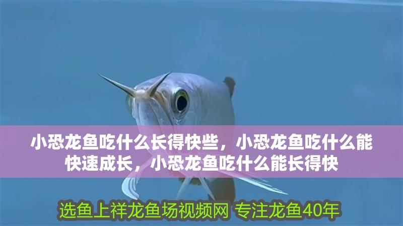 小恐龍魚吃什么長得快些，小恐龍魚吃什么能快速成長，小恐龍魚吃什么能長得快