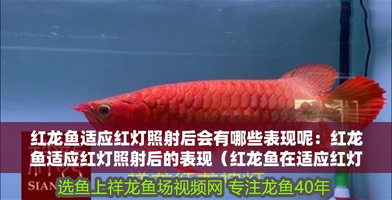紅龍魚適應(yīng)紅燈照射后會有哪些表現(xiàn)呢：紅龍魚適應(yīng)紅燈照射后的表現(xiàn)（紅龍魚在適應(yīng)紅燈照射后的表現(xiàn)）