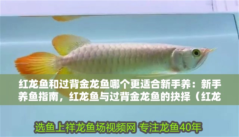 紅龍魚和過背金龍魚哪個更適合新手養：新手養魚指南，紅龍魚與過背金龍魚的抉擇（紅龍魚和過背金龍魚哪個更適合新手養）