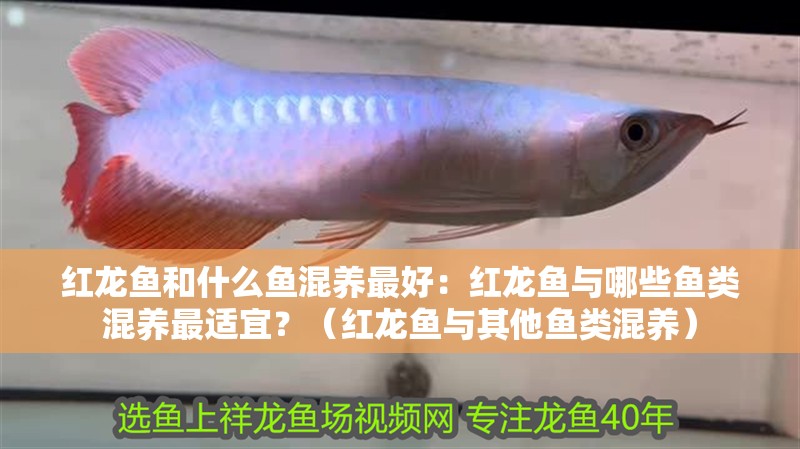 紅龍魚和什么魚混養(yǎng)最好：紅龍魚與哪些魚類混養(yǎng)最適宜？（紅龍魚與其他魚類混養(yǎng)）