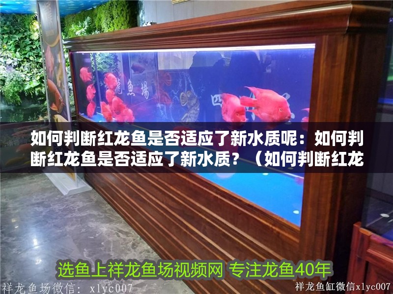 如何判斷紅龍魚是否適應(yīng)了新水質(zhì)呢：如何判斷紅龍魚是否適應(yīng)了新水質(zhì)？（如何判斷紅龍魚是否適應(yīng)新水質(zhì)）