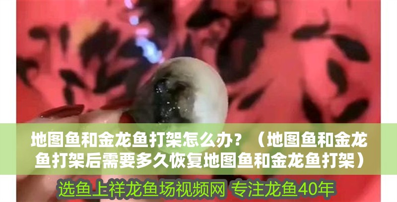 地圖魚和金龍魚打架怎么辦？（地圖魚和金龍魚打架后需要多久恢復(fù)地圖魚和金龍魚打架）