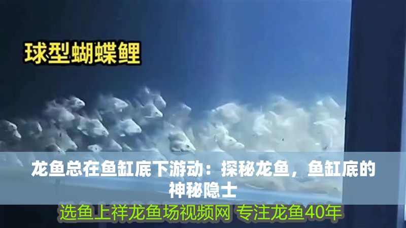 龍魚總在魚缸底下游動：探秘龍魚，魚缸底的神秘隱士