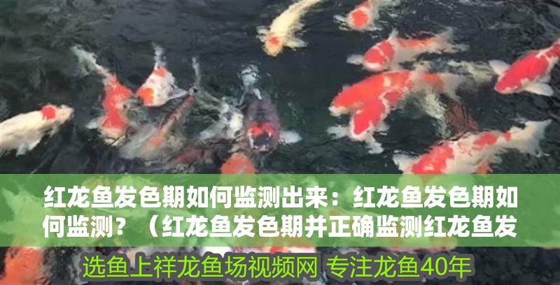 紅龍魚發色期如何監測出來：紅龍魚發色期如何監測？（紅龍魚發色期并正確監測紅龍魚發色期并正確監測方法）