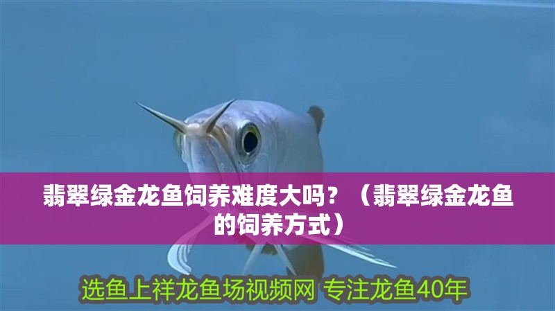 翡翠綠金龍魚飼養難度大嗎？（翡翠綠金龍魚的飼養方式）