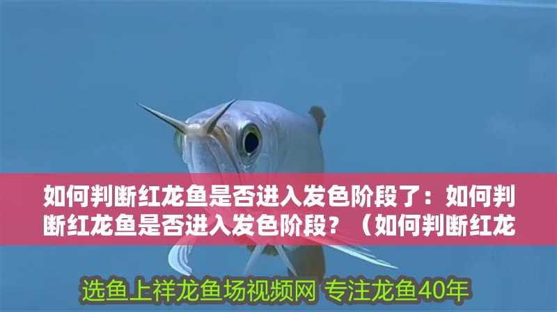 如何判斷紅龍魚是否進入發色階段了：如何判斷紅龍魚是否進入發色階段？（如何判斷紅龍魚是否已經進入了發色階段）