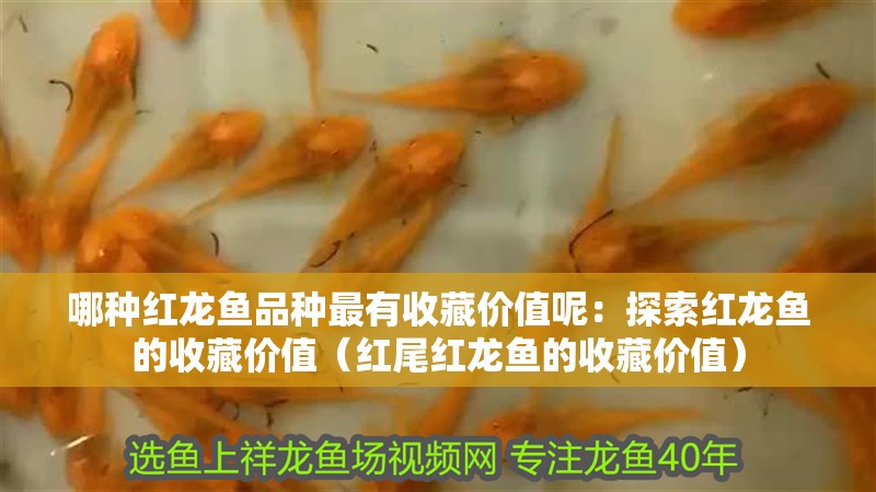 哪種紅龍魚(yú)品種最有收藏價(jià)值呢：探索紅龍魚(yú)的收藏價(jià)值（紅尾紅龍魚(yú)的收藏價(jià)值） 哪種紅龍魚(yú)品種最有收藏價(jià)值呢：探索紅龍魚(yú)的收藏價(jià)值（紅尾紅龍魚(yú)的收藏價(jià)值） 水族問(wèn)答