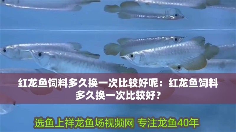 紅龍魚飼料多久換一次比較好呢：紅龍魚飼料多久換一次比較好？