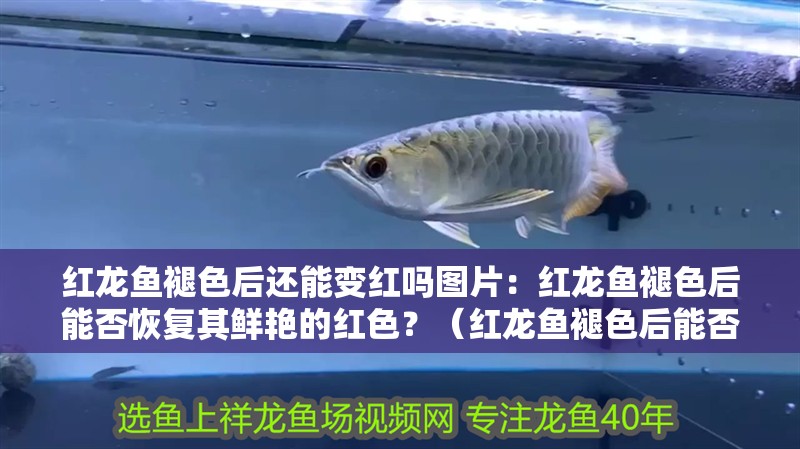紅龍魚褪色后還能變紅嗎圖片：紅龍魚褪色后能否恢復其鮮艷的紅色？（紅龍魚褪色后能否恢復鮮艷的紅龍魚褪色后能否恢復紅色）