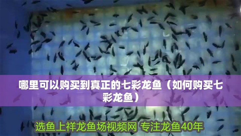 哪里可以購買到真正的七彩龍魚（如何購買七彩龍魚）