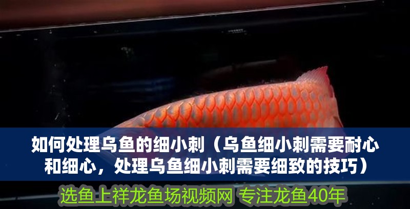 如何處理烏魚的細小刺（烏魚細小刺需要耐心和細心，處理烏魚細小刺需要細致的技巧）