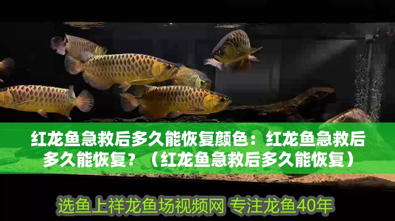 紅龍魚急救后多久能恢復顏色：紅龍魚急救后多久能恢復？（紅龍魚急救后多久能恢復）