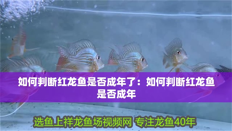 如何判斷紅龍魚(yú)是否成年了：如何判斷紅龍魚(yú)是否成年