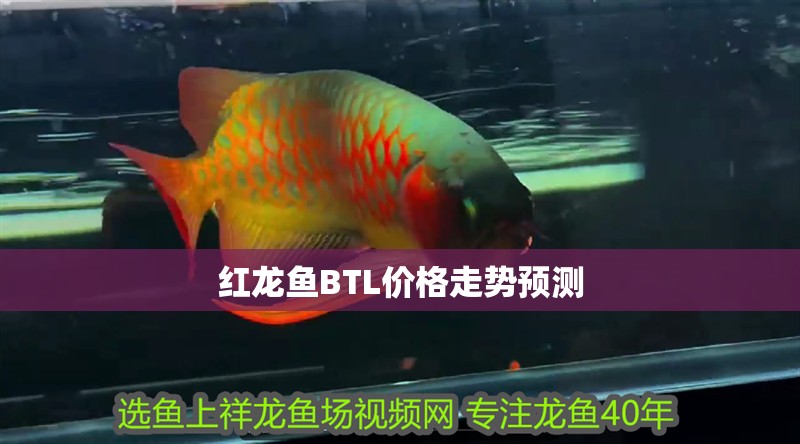 紅龍魚BTL價格走勢預測