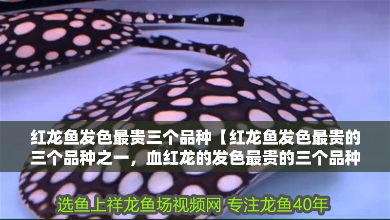 紅龍魚發(fā)色最貴三個品種【紅龍魚發(fā)色最貴的三個品種之一，血紅龍的發(fā)色最貴的三個品種】
