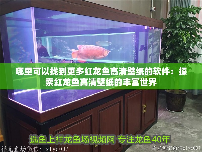 哪里可以找到更多紅龍魚高清壁紙的軟件：探索紅龍魚高清壁紙的豐富世界